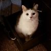 bowwowmeow1